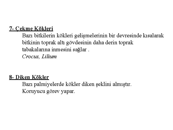 7 - Çekme Kökleri Bazı bitkilerin kökleri gelişmelerinin bir devresinde kısalarak bitkinin toprak altı