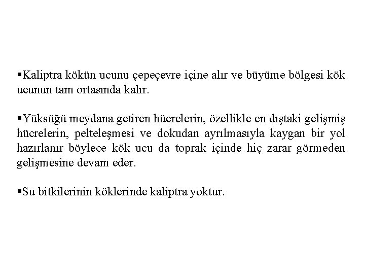 §Kaliptra kökün ucunu çepeçevre içine alır ve büyüme bölgesi kök ucunun tam ortasında kalır.