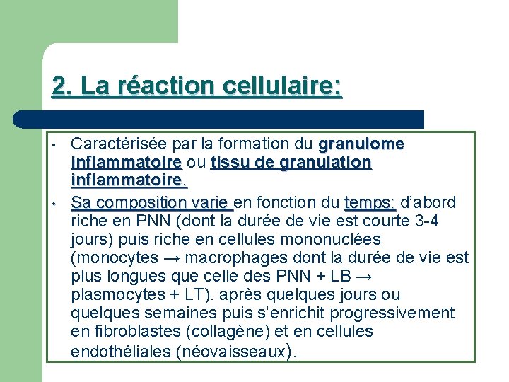 2. La réaction cellulaire: • • Caractérisée par la formation du granulome inflammatoire ou