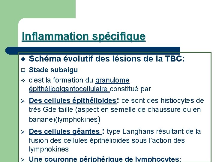 Inflammation spécifique l Schéma évolutif des lésions de la TBC: q Stade subaigu c’est