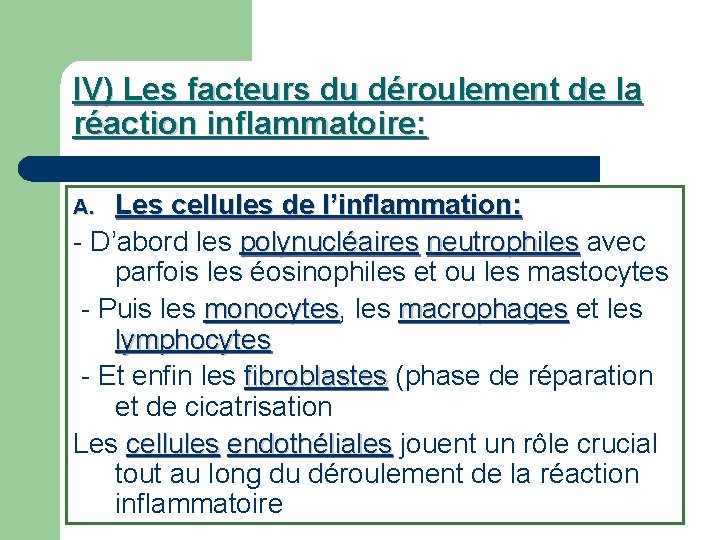 IV) Les facteurs du déroulement de la réaction inflammatoire: Les cellules de l’inflammation: -
