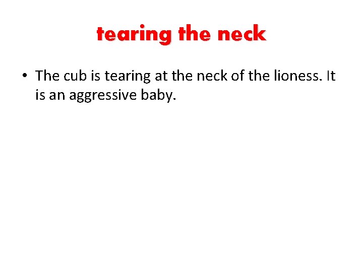 tearing the neck • The cub is tearing at the neck of the lioness.