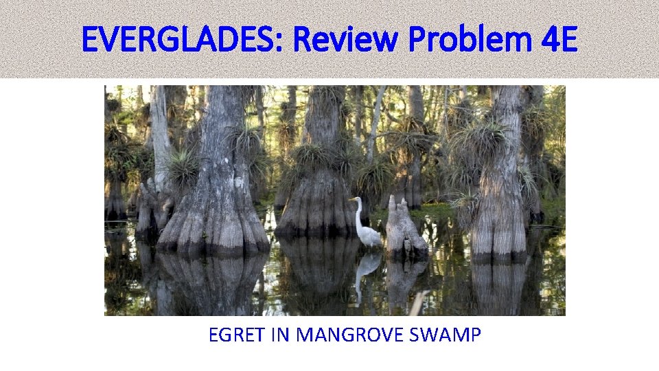 EVERGLADES: Review Problem 4 E EGRET IN MANGROVE SWAMP 