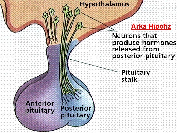 Arka Hipofizz 