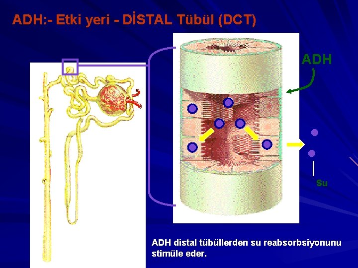 ADH: - Etki yeri - DİSTAL Tübül (DCT) ADH Su ADH distal tübüllerden su