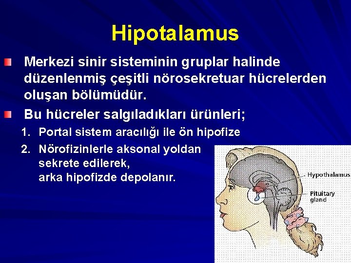 Hipotalamus Merkezi sinir sisteminin gruplar halinde düzenlenmiş çeşitli nörosekretuar hücrelerden oluşan bölümüdür. Bu hücreler
