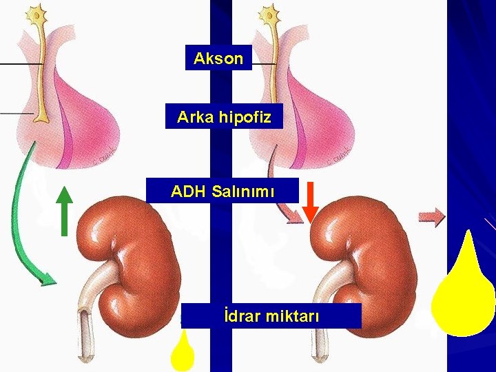 Akson Arka hipofiz ADH Salınımı İdrar miktarı 