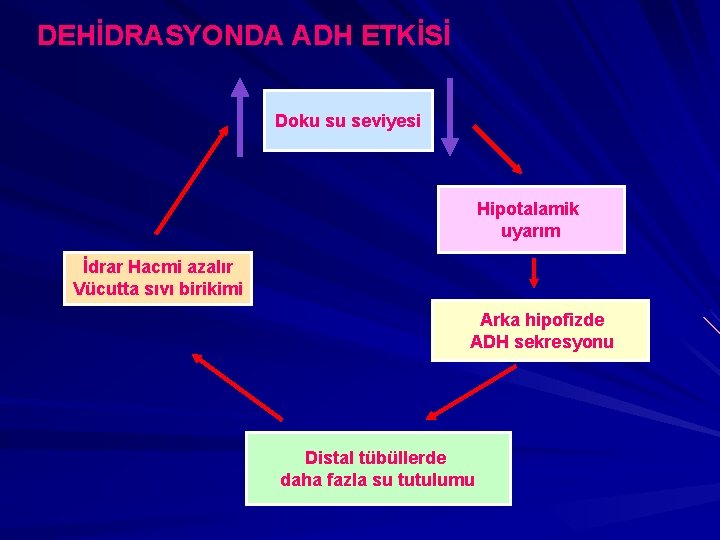 DEHİDRASYONDA ADH ETKİSİ Doku su seviyesi Hipotalamik uyarım İdrar Hacmi azalır Vücutta sıvı birikimi