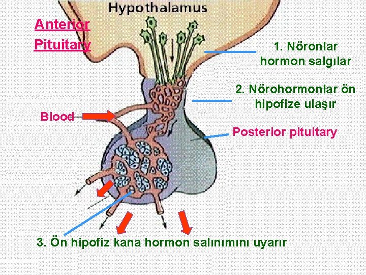 Anterior Pituitary Blood 1. Nöronlar hormon salgılar 2. Nörohormonlar ön hipofize ulaşır Posterior pituitary