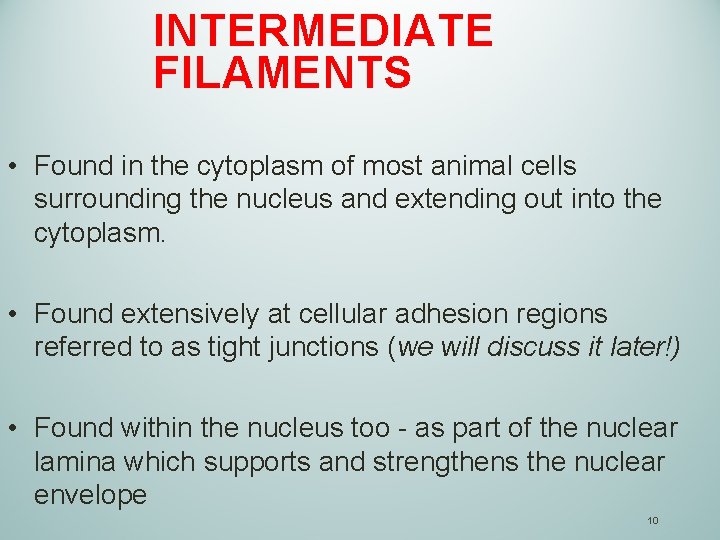 INTERMEDIATE FILAMENTS • Found in the cytoplasm of most animal cells surrounding the nucleus