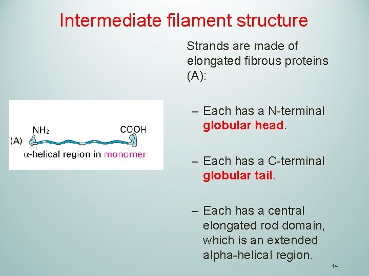 Intermediate filament structure Strands are made of elongated fibrous proteins (A): – Each has