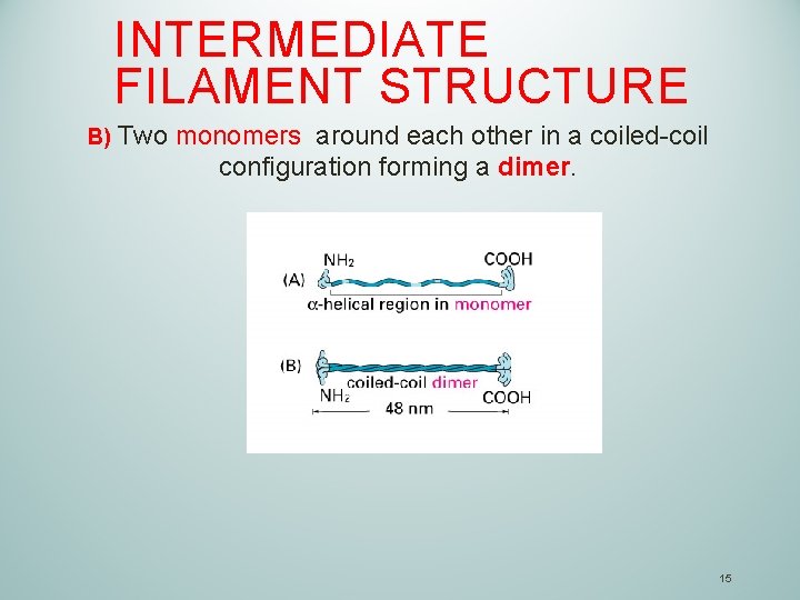 INTERMEDIATE FILAMENT STRUCTURE B) Two monomers around each other in a coiled-coil configuration forming
