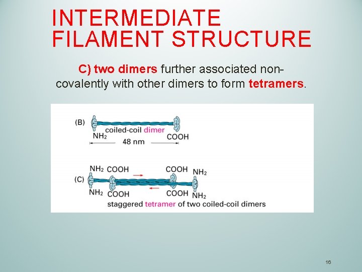 INTERMEDIATE FILAMENT STRUCTURE C) two dimers further associated noncovalently with other dimers to form