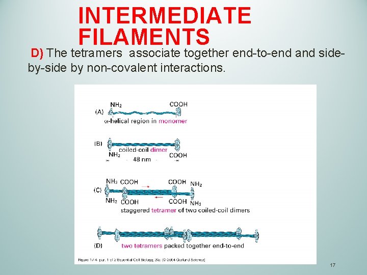  INTERMEDIATE FILAMENTS D) The tetramers associate together end-to-end and side- by-side by non-covalent