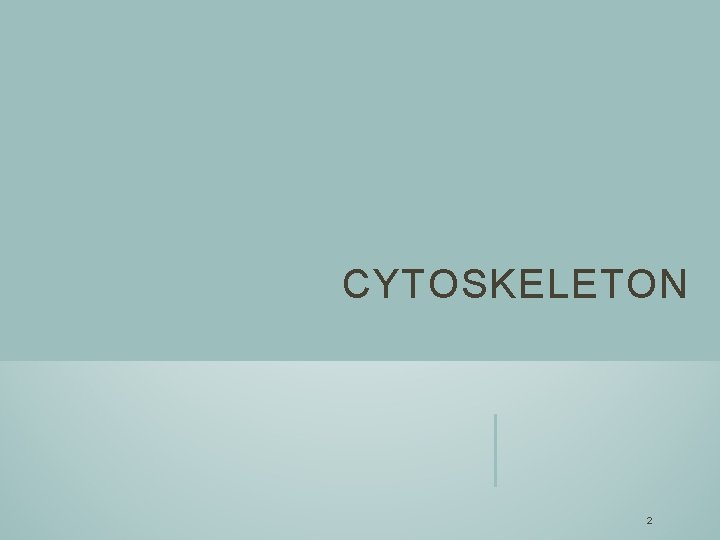 CYTOSKELETON 2 