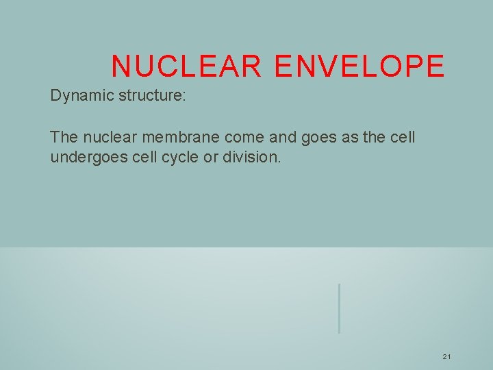 NUCLEAR ENVELOPE Dynamic structure: The nuclear membrane come and goes as the cell undergoes