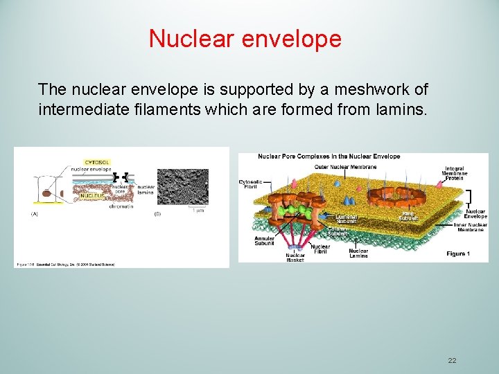 Nuclear envelope The nuclear envelope is supported by a meshwork of intermediate filaments which