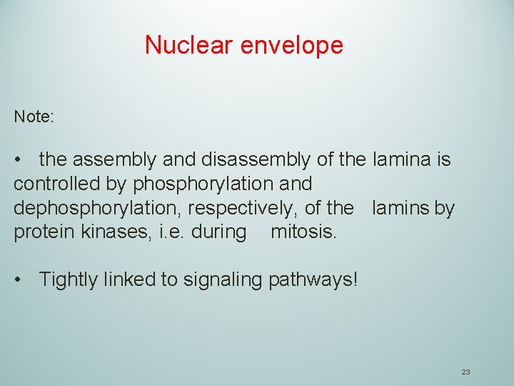 Nuclear envelope Note: • the assembly and disassembly of the lamina is controlled by