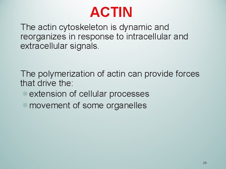 ACTIN The actin cytoskeleton is dynamic and reorganizes in response to intracellular and extracellular