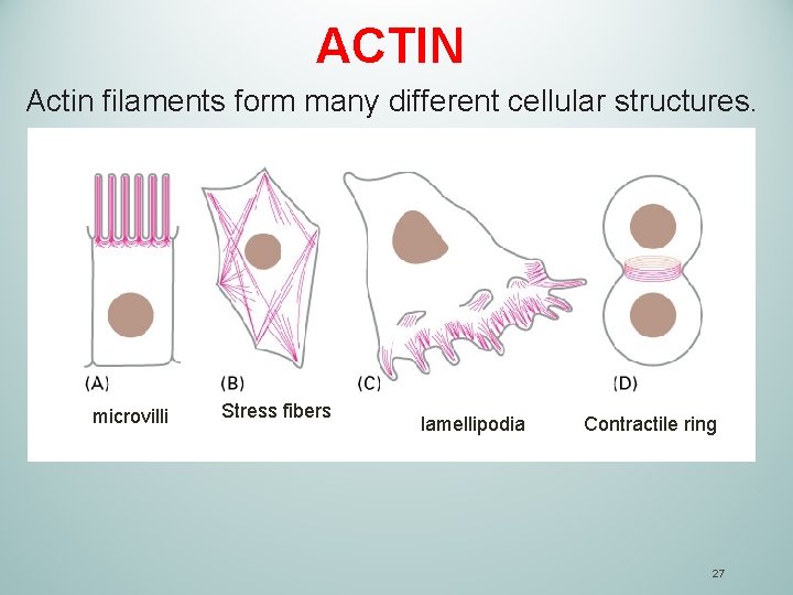 ACTIN Actin filaments form many different cellular structures. microvilli Stress fibers lamellipodia Contractile ring