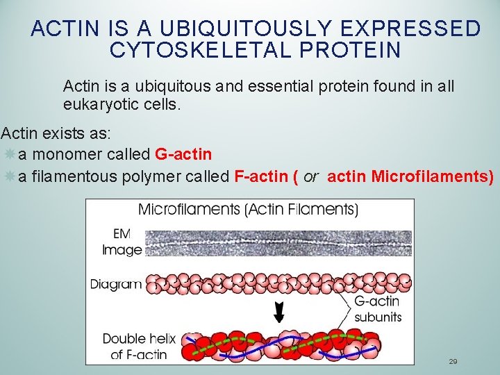 ACTIN IS A UBIQUITOUSLY EXPRESSED CYTOSKELETAL PROTEIN Actin is a ubiquitous and essential protein