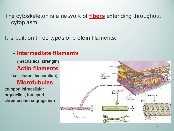 The cytoskeleton is a network of fibers extending throughout cytoplasm: It is built on