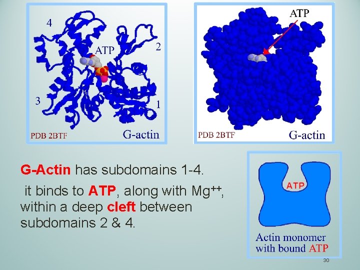 G-Actin has subdomains 1 -4. it binds to ATP, along with Mg++, within a