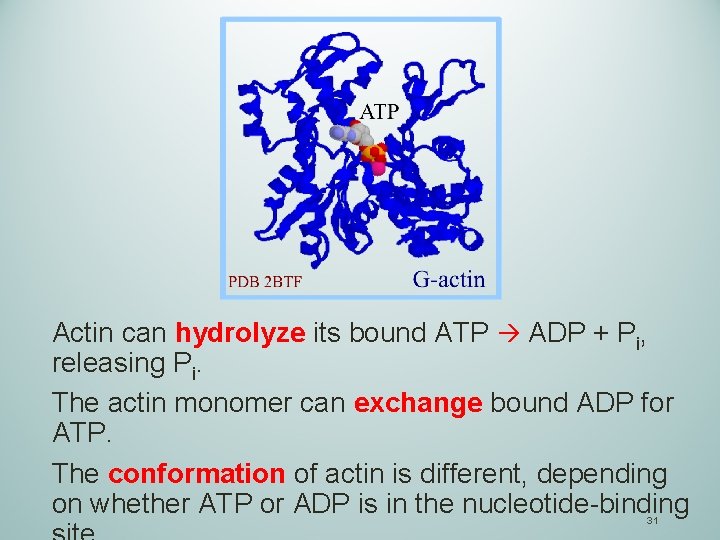 Actin can hydrolyze its bound ATP ADP + Pi, releasing Pi. The actin monomer