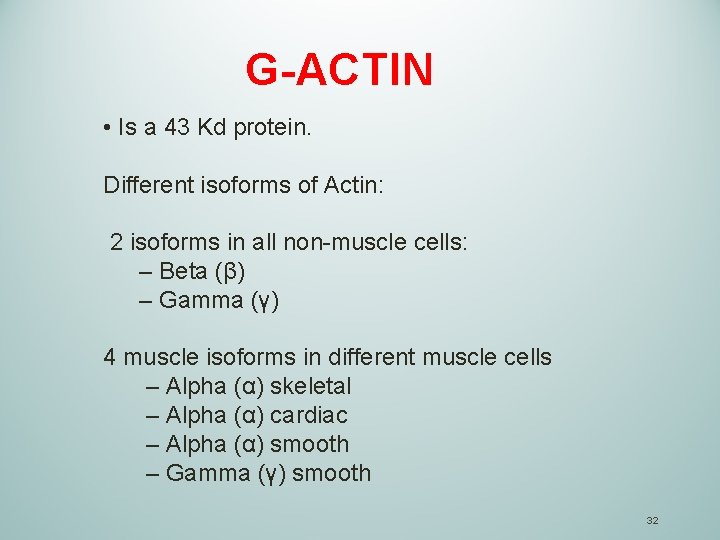 G-ACTIN • Is a 43 Kd protein. Different isoforms of Actin: 2 isoforms in