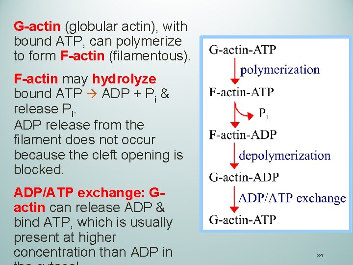 G-actin (globular actin), with bound ATP, can polymerize to form F-actin (filamentous). F-actin may