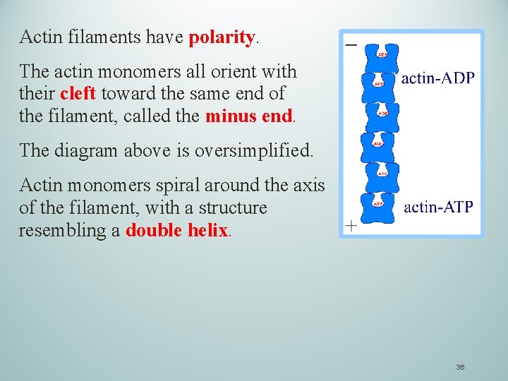 Actin filaments have polarity. The actin monomers all orient with their cleft toward the