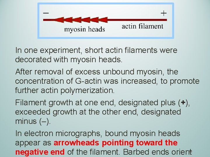 In one experiment, short actin filaments were decorated with myosin heads. After removal of