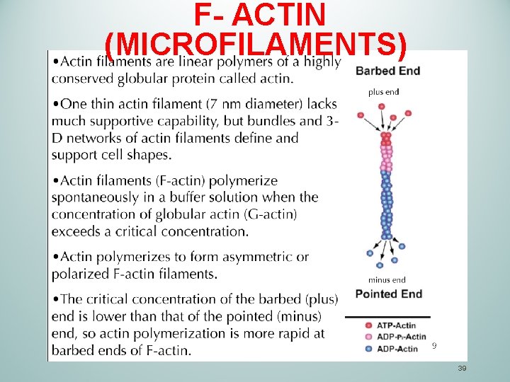 F- ACTIN (MICROFILAMENTS) 39 