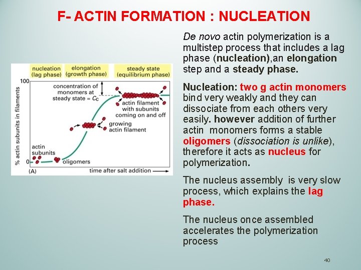 F- ACTIN FORMATION : NUCLEATION De novo actin polymerization is a multistep process that