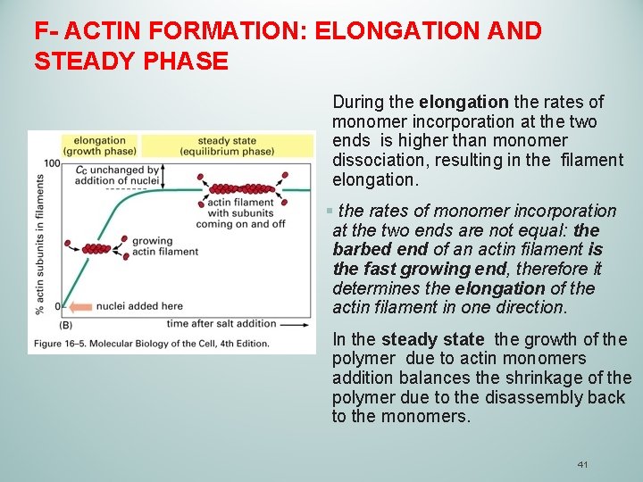 F- ACTIN FORMATION: ELONGATION AND STEADY PHASE During the elongation the rates of monomer