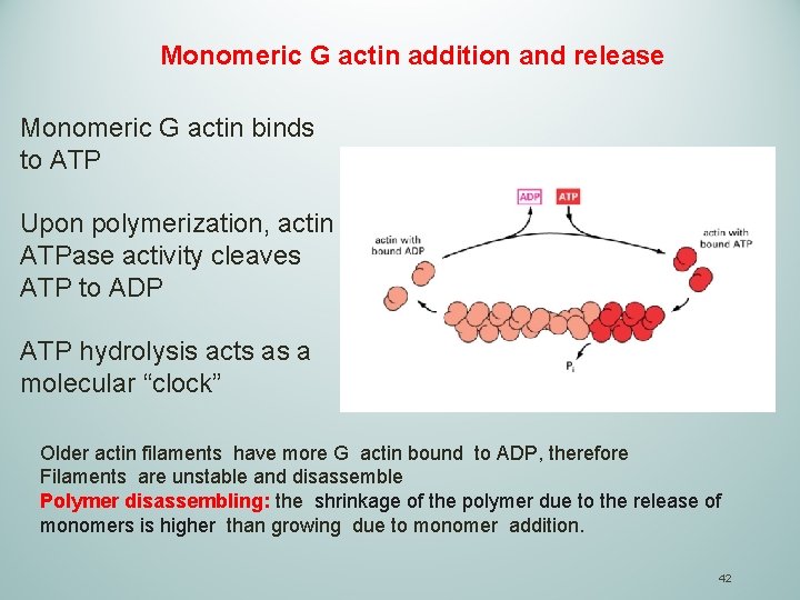 Monomeric G actin addition and release Monomeric G actin binds to ATP Upon polymerization,