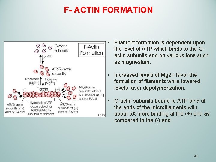 F- ACTIN FORMATION • Filament formation is dependent upon the level of ATP which