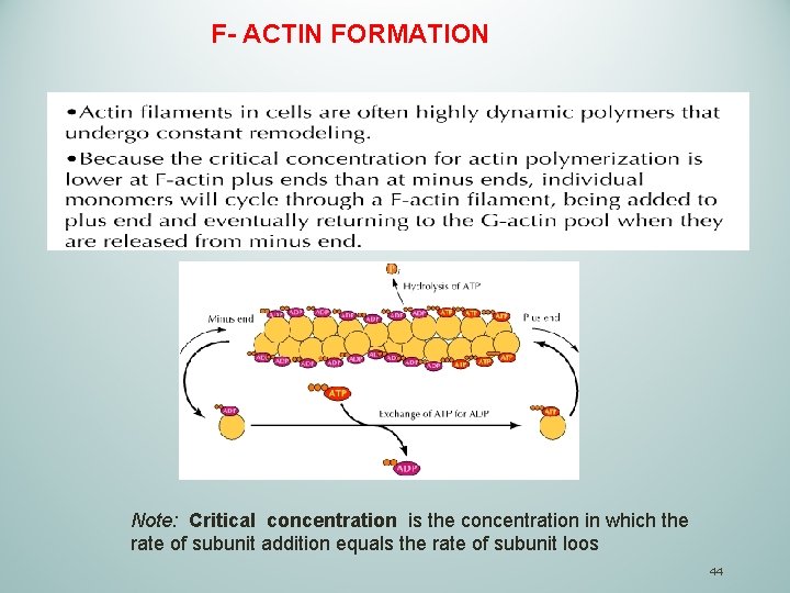 F- ACTIN FORMATION Note: Critical concentration is the concentration in which the rate of