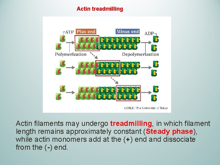 Actin treadmilling Actin filaments may undergo treadmilling, in which filament length remains approximately constant