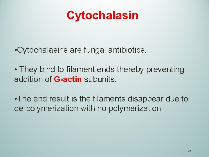 Cytochalasin • Cytochalasins are fungal antibiotics. • They bind to filament ends thereby preventing