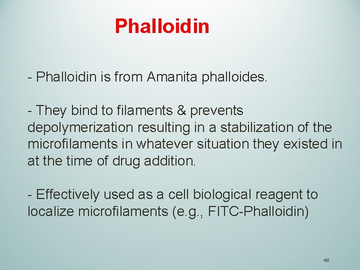 Phalloidin - Phalloidin is from Amanita phalloides. - They bind to filaments & prevents