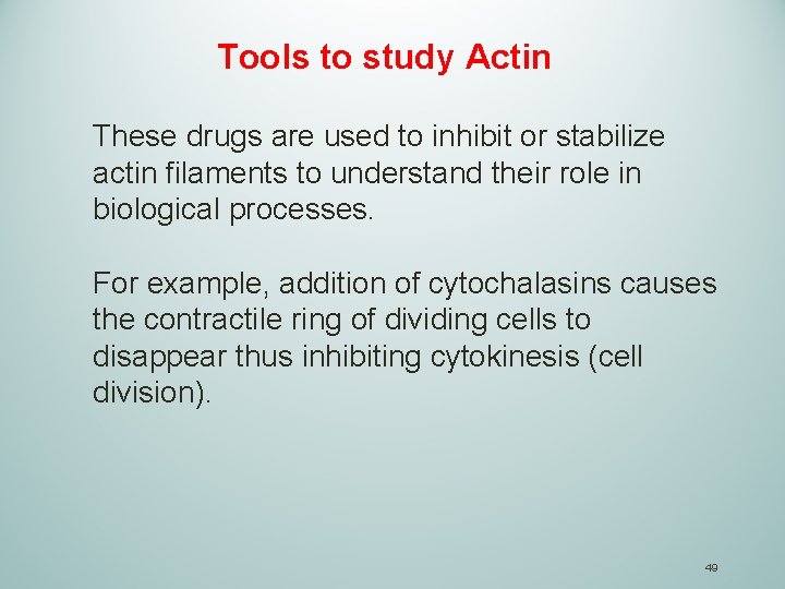 Tools to study Actin These drugs are used to inhibit or stabilize actin filaments