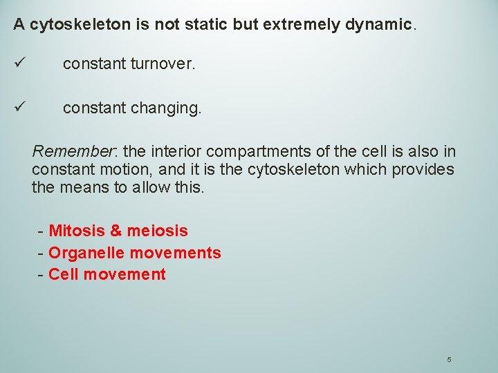 A cytoskeleton is not static but extremely dynamic. ü constant turnover. ü constant changing.