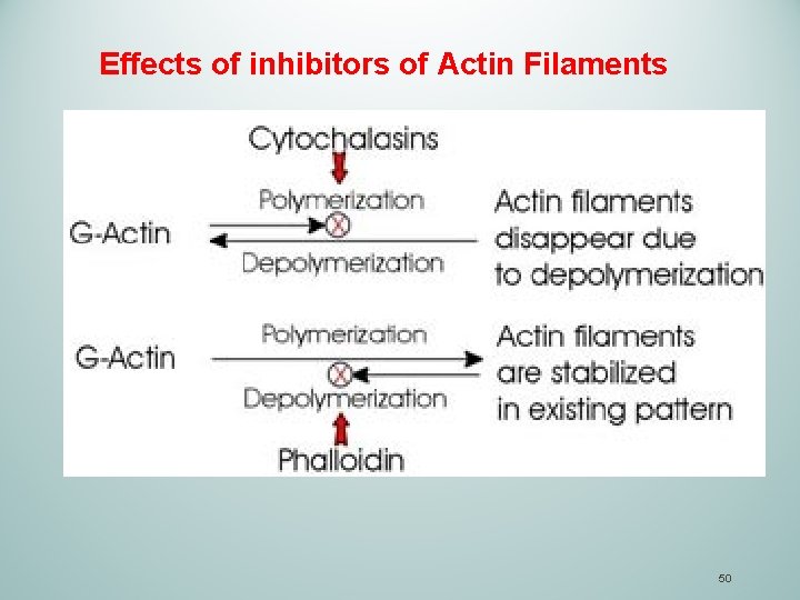 Effects of inhibitors of Actin Filaments 50 