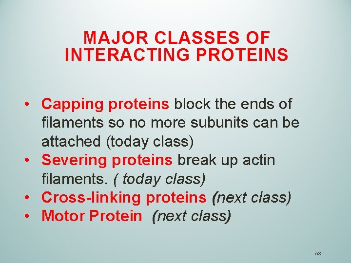 MAJOR CLASSES OF INTERACTING PROTEINS • Capping proteins block the ends of filaments so