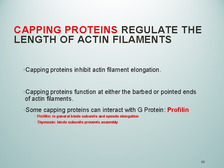 CAPPING PROTEINS REGULATE THE LENGTH OF ACTIN FILAMENTS §Capping proteins inhibit actin filament elongation.