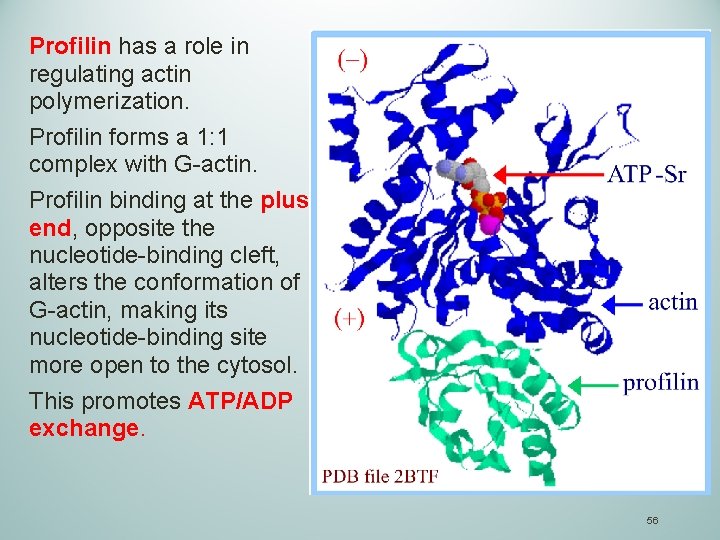 Profilin has a role in regulating actin polymerization. Profilin forms a 1: 1 complex