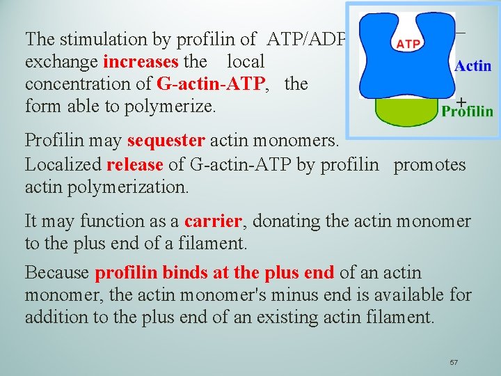 The stimulation by profilin of ATP/ADP exchange increases the local concentration of G-actin-ATP, the