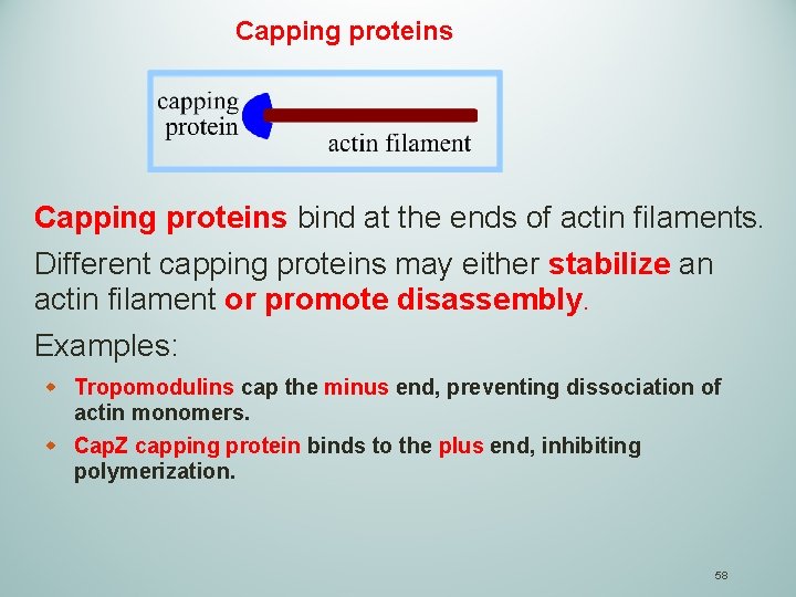 Capping proteins bind at the ends of actin filaments. Different capping proteins may either