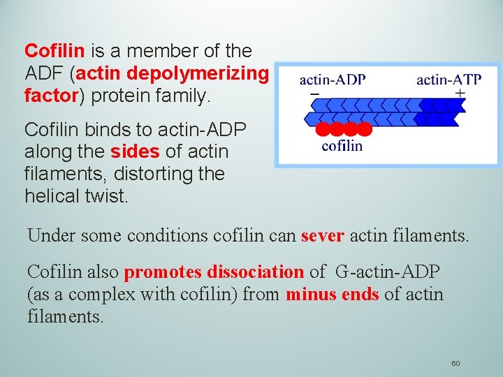 Cofilin is a member of the ADF (actin depolymerizing factor) protein family. Cofilin binds